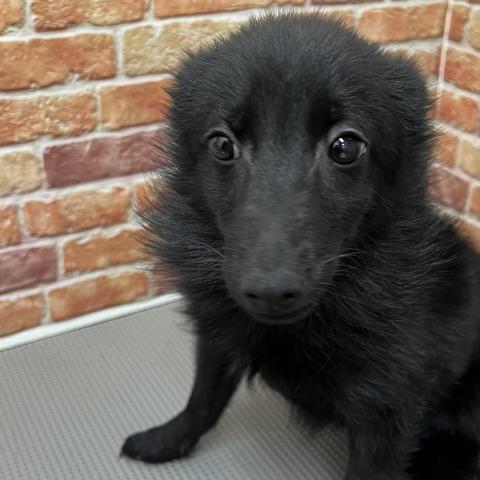 石川県のスキッパーキ (ペットアミ 津幡店/2025年7月13日生まれ/男の子/ブラック)の子犬の2枚目の画像