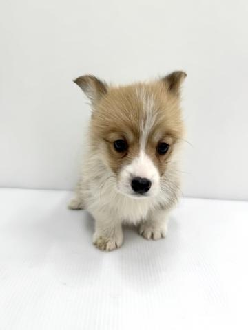 ウェルシュコーギーペンブローク