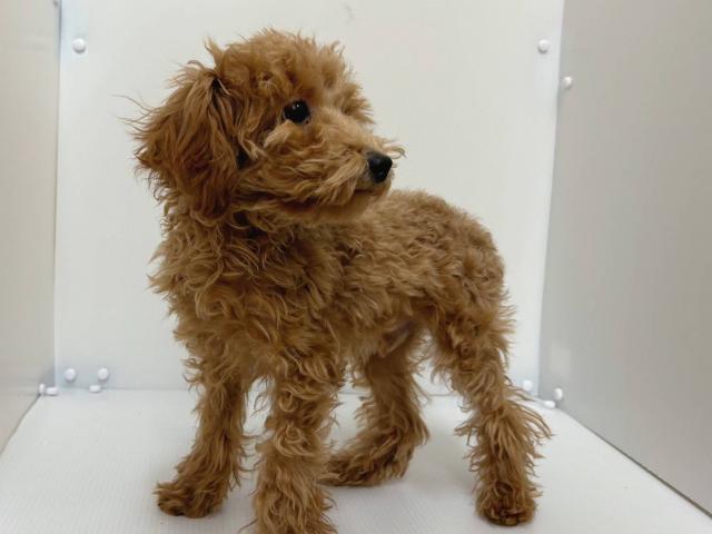 新潟県のトイプードル(トイ) (ペットアミ 長岡店/2025年7月26日生まれ/男の子/レッド)の子犬の2枚目の画像