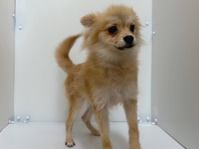 新潟県のポメラニアン (ペットアミ 長岡店/2025年7月26日生まれ/男の子/オレンジ)の子犬の2枚目の画像