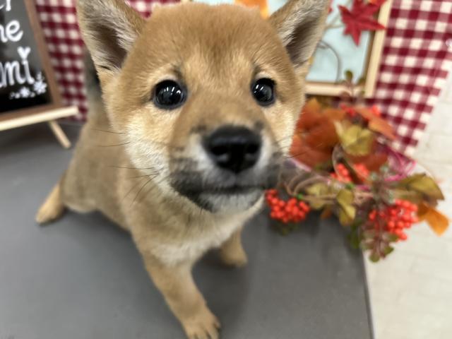 秋田県の柴犬(標準サイズ) (ペットアミ 秋田卸町店/2025年9月6日生まれ/女の子/レッド)の子犬の1枚目の画像