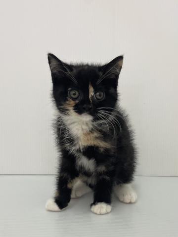 スコティッシュフォールド