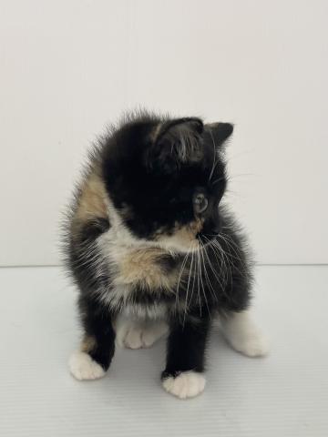 スコティッシュフォールド