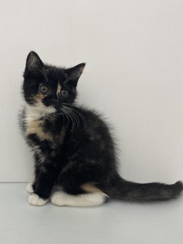 スコティッシュフォールド