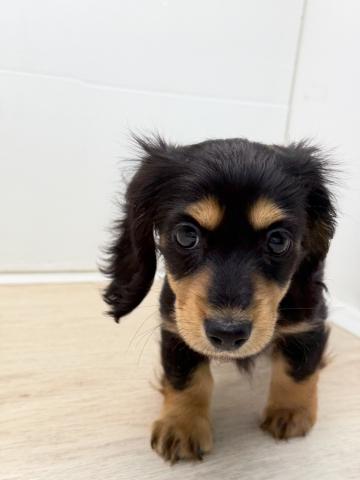 石川県のミニチュアダックスフンド(ロング) (ペットアミ 津幡店/2025年11月1日生まれ/女の子/ブラックタン)の子犬の1枚目の画像