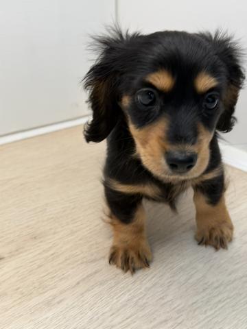 石川県のミニチュアダックスフンド(ロング) (ペットアミ 津幡店/2025年11月1日生まれ/女の子/ブラックタン)の子犬の3枚目の画像