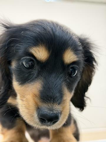 石川県のミニチュアダックスフンド(ロング) (ペットアミ 津幡店/2025年11月1日生まれ/女の子/ブラックタン)の子犬の4枚目の画像