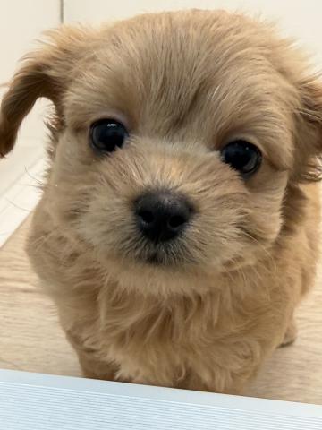 石川県のMIXチワワ×プードル (ペットアミ 津幡店/2025年10月31日生まれ/男の子/レッド)の子犬の1枚目の画像