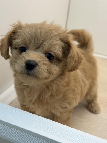 石川県のMIXチワワ×プードル (ペットアミ 津幡店/2025年10月31日生まれ/男の子/レッド)の子犬の2枚目の画像