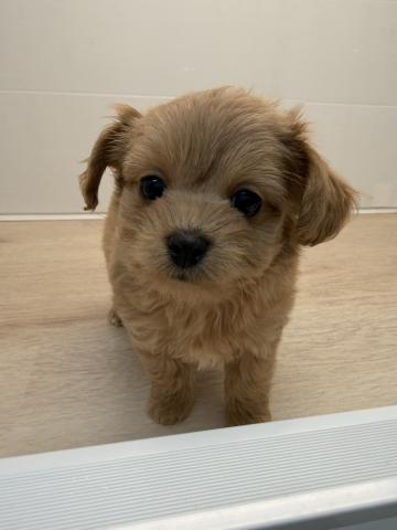 石川県のMIXチワワ×プードル (ペットアミ 津幡店/2025年10月31日生まれ/男の子/レッド)の子犬の3枚目の画像