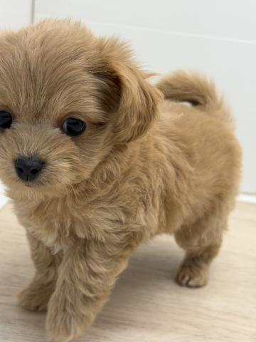 石川県のMIXチワワ×プードル (ペットアミ 津幡店/2025年10月31日生まれ/男の子/レッド)の子犬の4枚目の画像