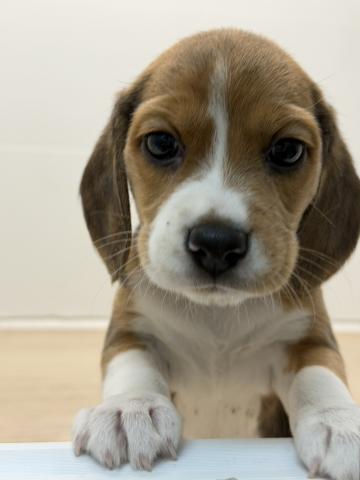 石川県のビーグル (ペットアミ 津幡店/2025年11月1日生まれ/女の子/ブラックホワイトタン)の子犬の1枚目の画像