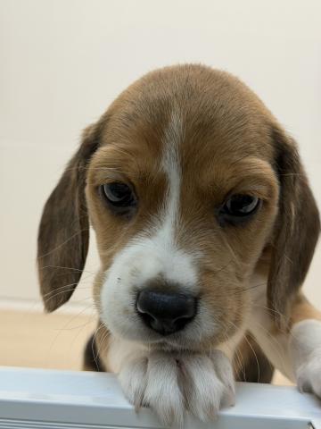 石川県のビーグル (ペットアミ 津幡店/2025年11月1日生まれ/女の子/ブラックホワイトタン)の子犬の4枚目の画像