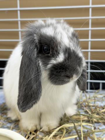 ホーランドロップ