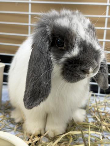 ホーランドロップ