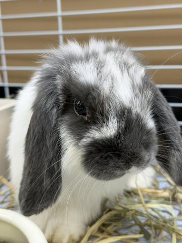 ホーランドロップ