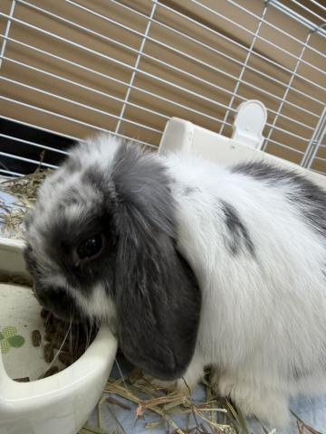 ホーランドロップ