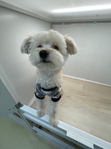 石川県のポメプー(ポメラニアン×プードル) (ペットアミ 津幡店/2025年5月23日生まれ/男の子/クリーム)の子犬の2枚目の画像