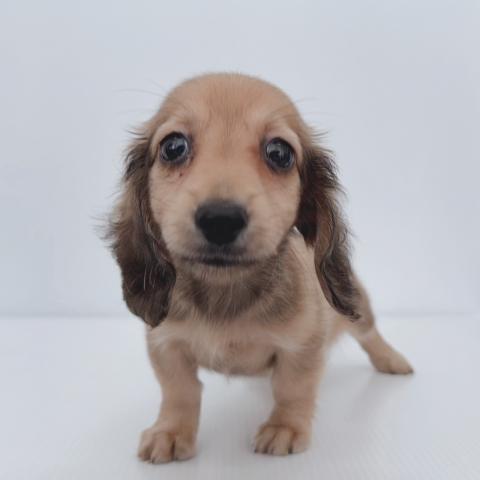 新潟県のミニチュアダックスフンド(ロング) (ペットアミ 新津店/2025年7月10日生まれ/男の子/シェーデットイエロー)の子犬の2枚目の画像