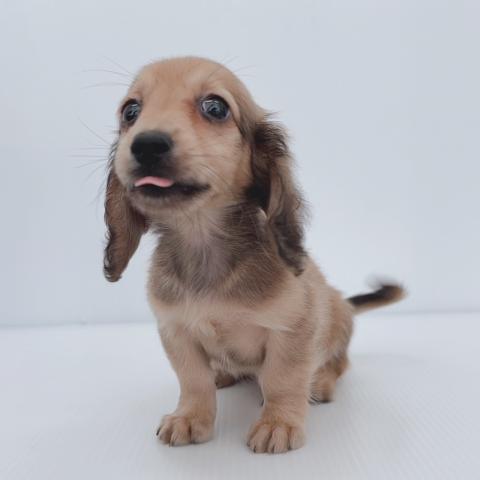 新潟県のミニチュアダックスフンド(ロング) (ペットアミ 新津店/2025年7月10日生まれ/男の子/シェーデットイエロー)の子犬の3枚目の画像