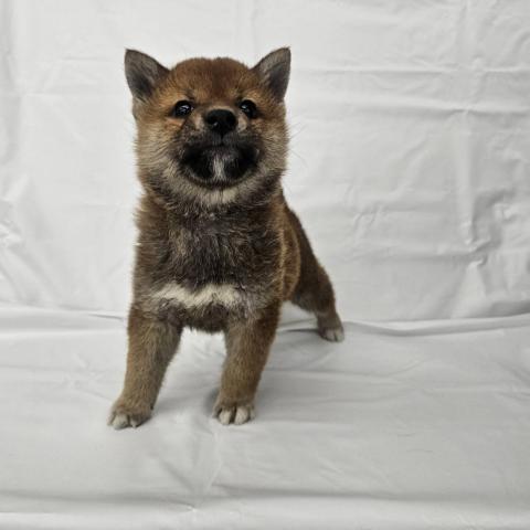 大阪府の柴犬(標準サイズ) (NICO PET Select 和泉中央店/2025年10月29日生まれ/男の子/赤)の子犬