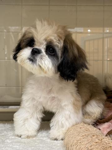 三重県のシーズー (ペットアミ 松阪店/2025年8月28日生まれ/男の子/ゴールドホワイト)の子犬の2枚目の画像