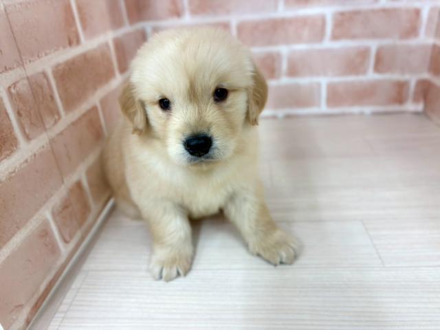 ゴールデンレトリーバー