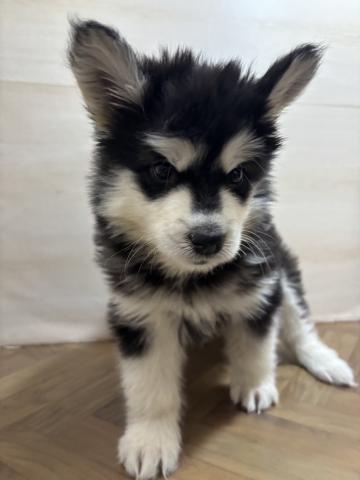 アラスカンマラミュート