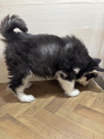 アラスカンマラミュート