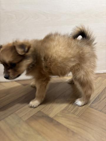 犬ハーフ(ポメラニアン×チワワ)