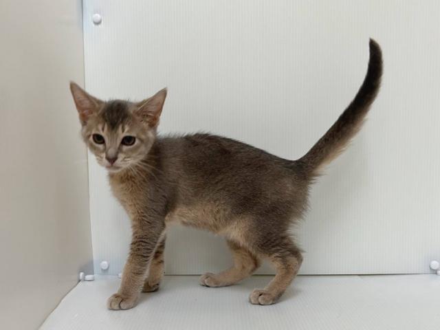 新潟県のMIX（雑種） (ペットアミ 長岡店/2025年9月7日生まれ/男の子/その他色)の子猫の2枚目の画像
