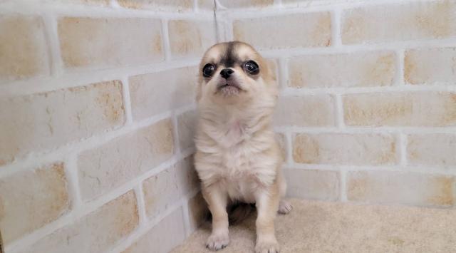 チワワ（ロングコート）