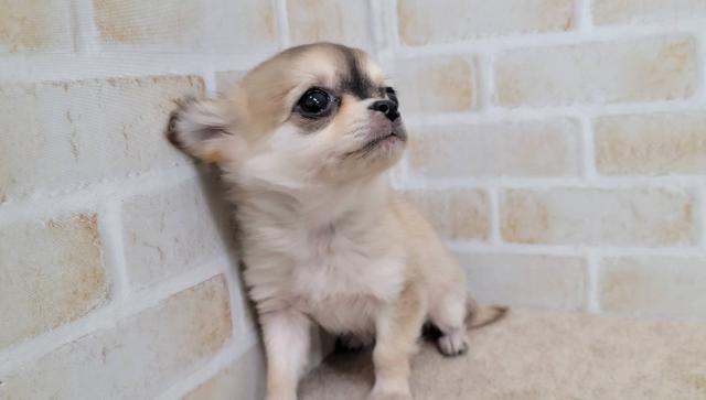 チワワ（ロングコート）