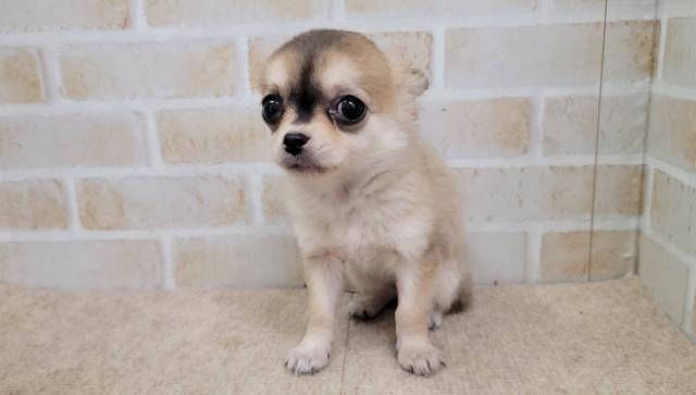 チワワ（ロングコート）