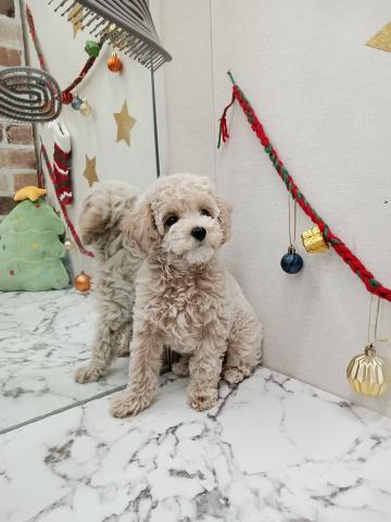 秋田県のハーフ犬・ミックス犬 (ペットアミ 能代東インター店/2025年10月3日生まれ/女の子/クリーム)の子犬の2枚目の画像