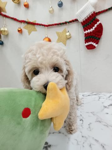 秋田県のハーフ犬・ミックス犬 (ペットアミ 能代東インター店/2025年10月3日生まれ/女の子/クリーム)の子犬の3枚目の画像