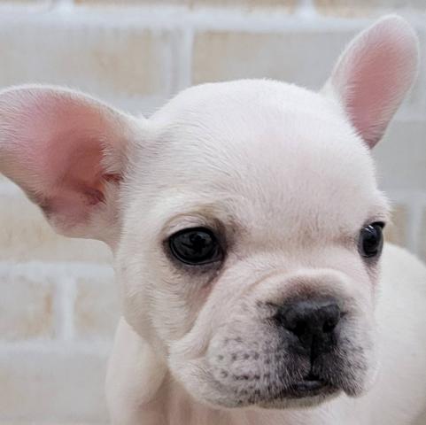 フレンチブルドッグ
