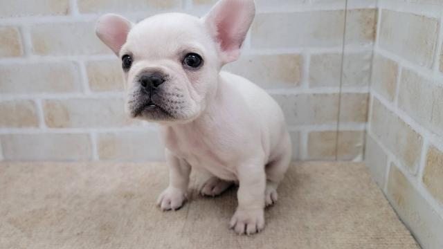 フレンチブルドッグ