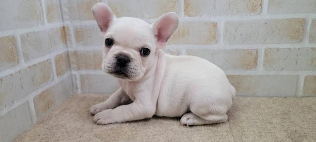 フレンチブルドッグ