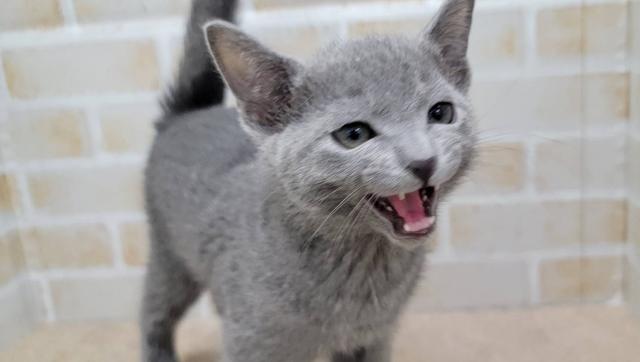 ロシアンブルー