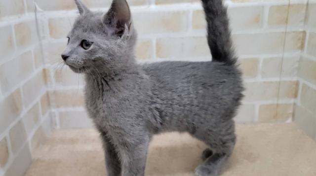 ロシアンブルー