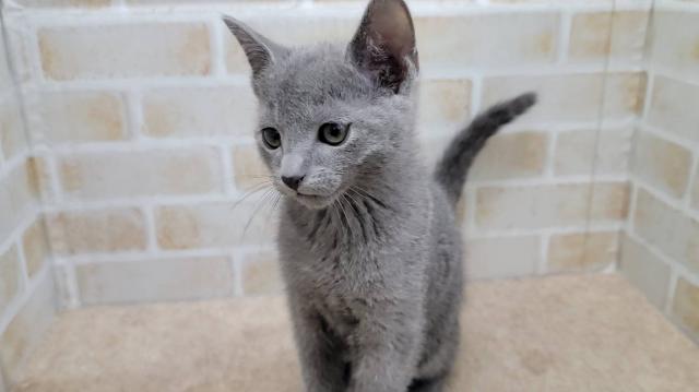 ロシアンブルー