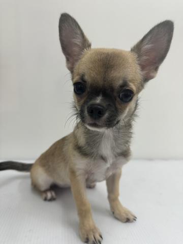 チワワ（スムースコート）