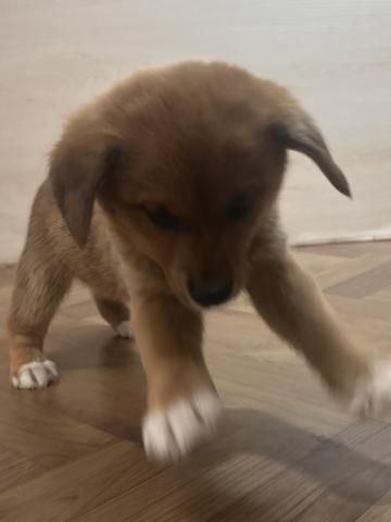 犬ハーフ(豆柴×ビーグル)