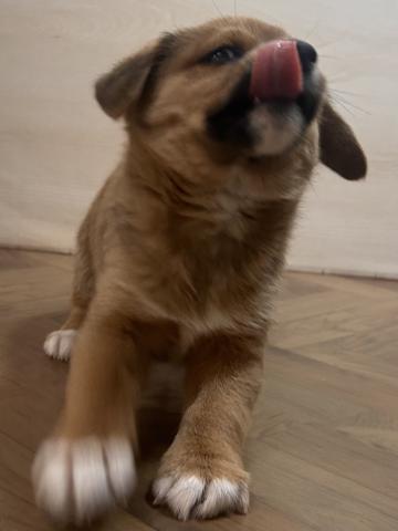 犬ハーフ(豆柴×ビーグル)