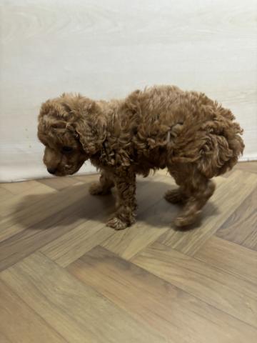 トイプードル