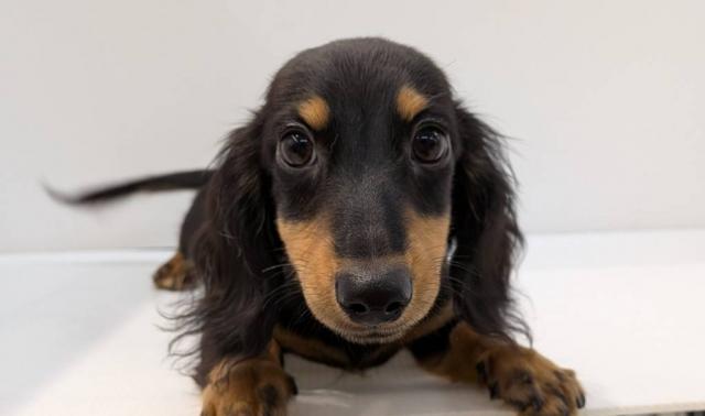 長野県のミニチュアダックスフンド(ロング) (ペットアミ 中野店/2025年8月24日生まれ/男の子/ブラックタン)の子犬