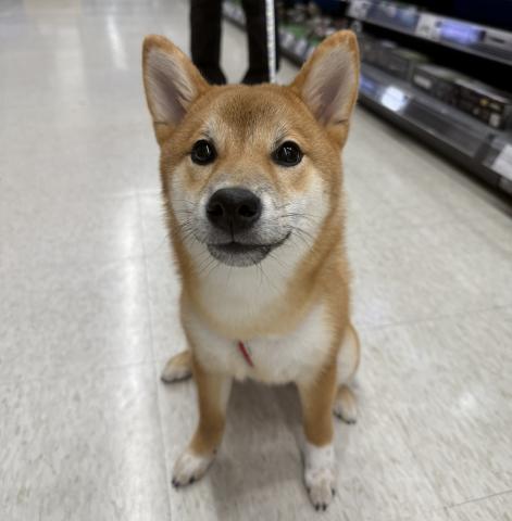 三重県の柴犬(標準サイズ) (ペットアミ 松阪店/2025年5月31日生まれ/女の子/赤)の子犬の1枚目の画像