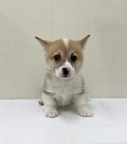 ウェルシュコーギーペンブローク