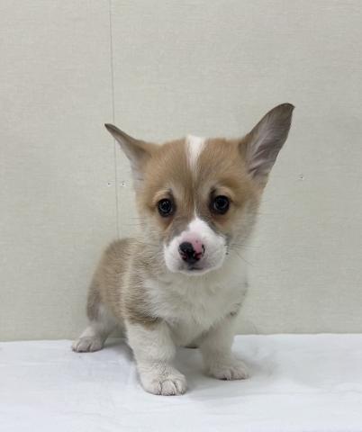 ウェルシュコーギーペンブローク